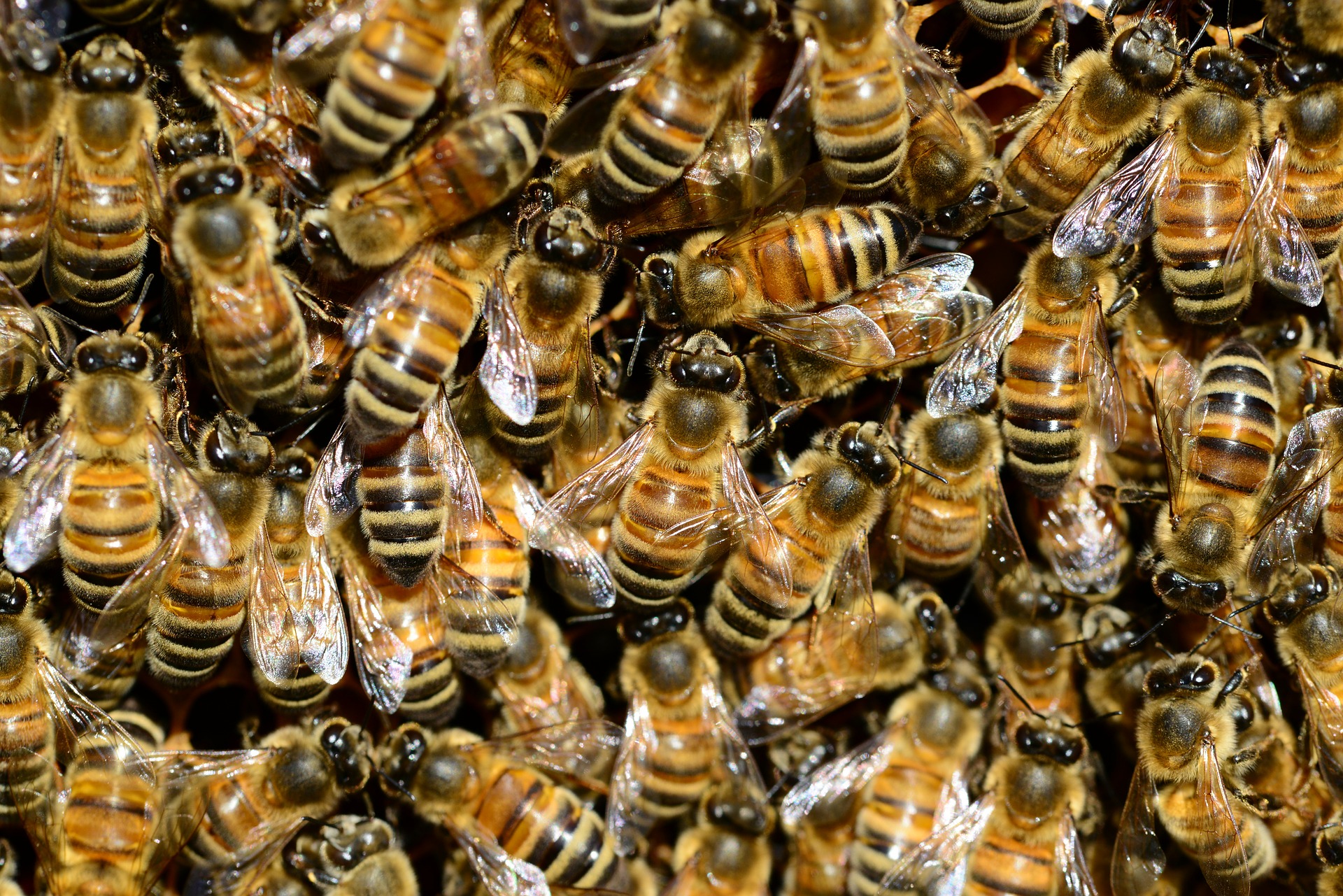 «Катастрофы нет»: глава Минсельхоза Удмуртии прокомментировала массовую гибель пчел
