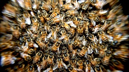Госдума попросила Генпрокуратуру выяснить причины массовой гибели пчел