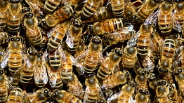 «Катастрофы нет»: глава Минсельхоза Удмуртии прокомментировала массовую гибель пчел